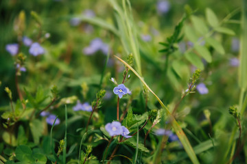 forget-me-not flowers in  forest