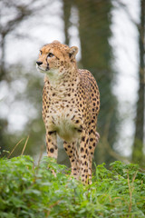 Cheetah in the grass