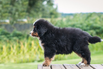 Bernese mountain dog puppy in green background.	