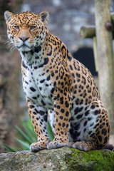 Jaguar in the undergrowth 