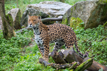 Jaguar in the undergrowth 