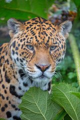 Jaguar in the undergrowth 