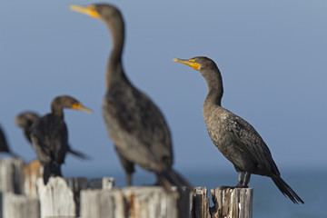 A group of double-crested cormorants (Phalacrocorax auritus) perched on wooden poles and enjoying the warmth of the sun seen from Fort Myers beach,Florida USA.