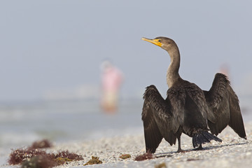 A double-crested cormorant (Phalacrocorax auritus) drying its feathers on the beach enjoying the warmth of the sun seen from Fort Myers beach,Florida, USA.