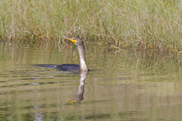 A double-crested cormorant (Phalacrocorax auritus) swimming and diving in a pond at a golf course seen in Fort Myers beach,Florida, USA.