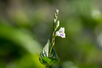 Little wild flower.