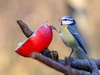 Blue tit