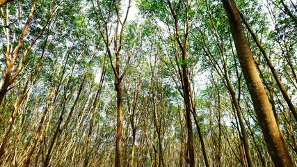 Top tree view nature forest summer