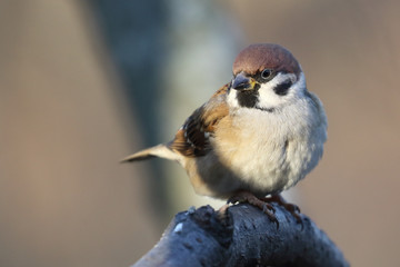 tree sparrow