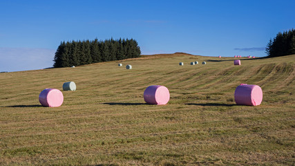 Siloballen in rosa Folie © thosti57