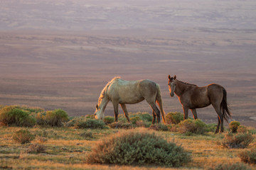 Wild Horses in the Colorado Desert in Summer
