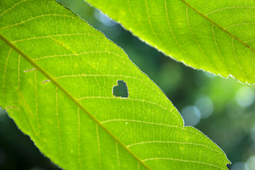 green leaves background