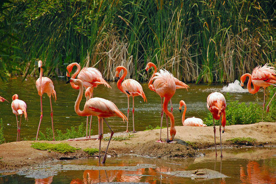 Flock of flamingos at the zoo
