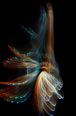 The multicolored scattering lines, almost salute, the abstract image, multicolored wavy lines