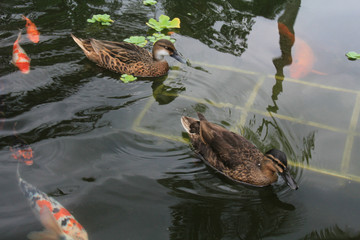 ducks in the pond