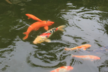 koi in the pond