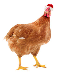 Brown hen in Santa Ciaus hat isolated.