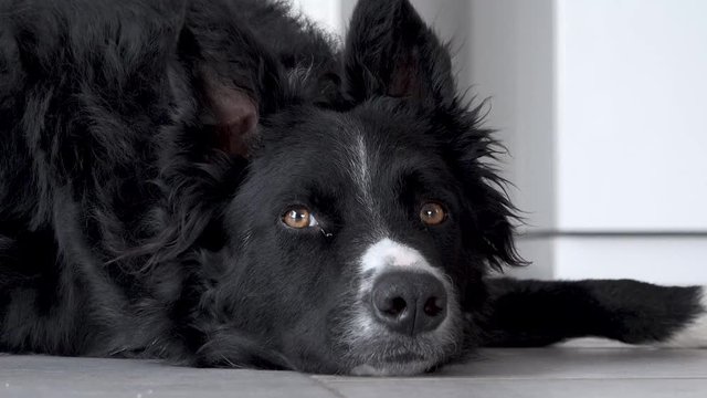 portrait of border collie