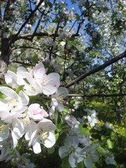 blooming cherry tree