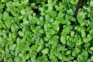 Fototapeta premium Mint leaves in garden