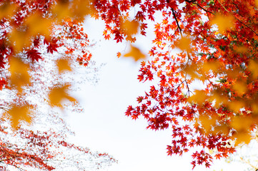 紅葉と空