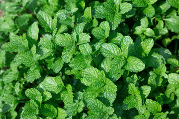Mint leaves in garden