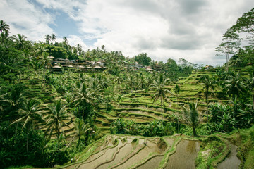 Fototapeta na wymiar Reisterrasse auf Bali