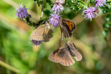 Three butterflies fly around a purple flower around against blurred background