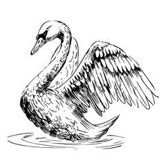 Sketch of swan. Hand drawn illustration converted to vector © aksol
