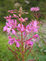 Fleurs d'Epilobe en épi en été dans les Alpes