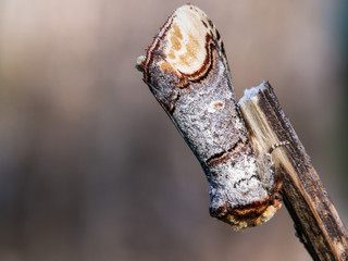 The Well Camouflaged Buff Tip  Moth (Phalera bucephala)