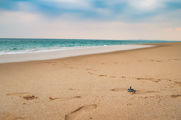 Happy baby sea turtle racing the last meters to the ocean, sri lanka