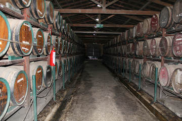 wine barrels in cellar