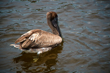 A young juvenile brown pelican is swimming away from viewer in the gulf of mexico in naples, florida