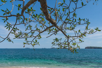 White plumeria branch with island in background