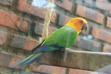 blue and yellow macaw