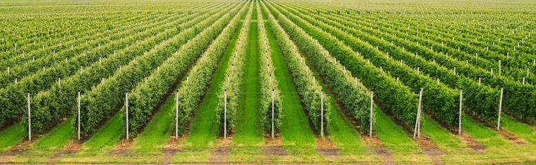 Agriculture. Rows of apple trees grow.