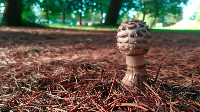 Seta Lepiota Rhacodes en un parque urbano entre hojas de pino y con fondo desenfadado donde juegan al futbol