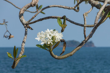 White plumeria with island in background