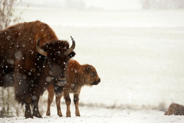 Mutter und Sohn. Bison Kuh mit Kalb stehen bei Schneefall auf einer Wiese