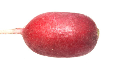 radish isolated on white background