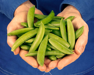 MAN HOLDING SUGAR SNAP PEAS
