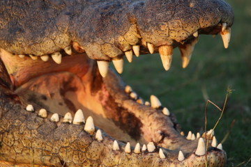 Krokodil am Chobe River