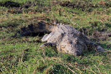 Krokodil am Chobe River