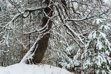 background, landscape - winter forest thicket after snowfall
