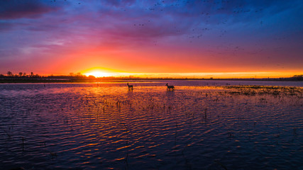 Animals on the backwaters at sunset - obrazy, fototapety, plakaty