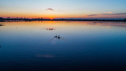 Obraz na płótnie Canvas Animals on the backwaters at sunset