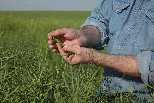 Farmer or agronomist showing green oil rape crop,pod in his hand, and examining it