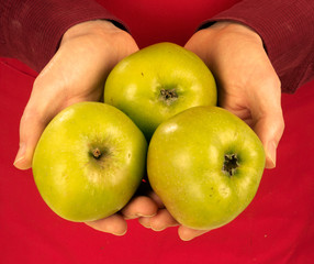 MAN HOLDING BRAMLEY COOKING APPLES
