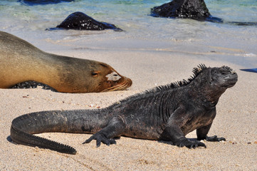 Sea lion and iguana